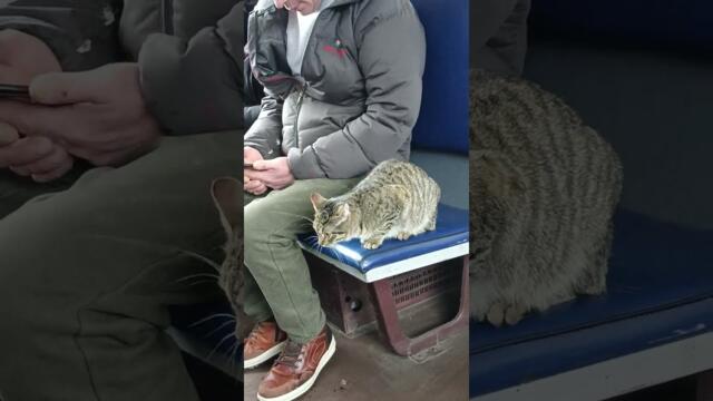 Неожиданно встретил в электричке хвостатую пассажирку, которая обожает путешествия!
