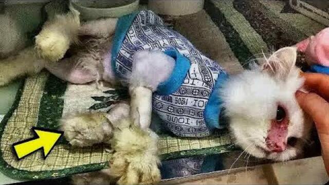 Sogar der Tierarzt gab die Katze auf und sagte, sie würde nicht überleben! Aber sie glaubte es nicht