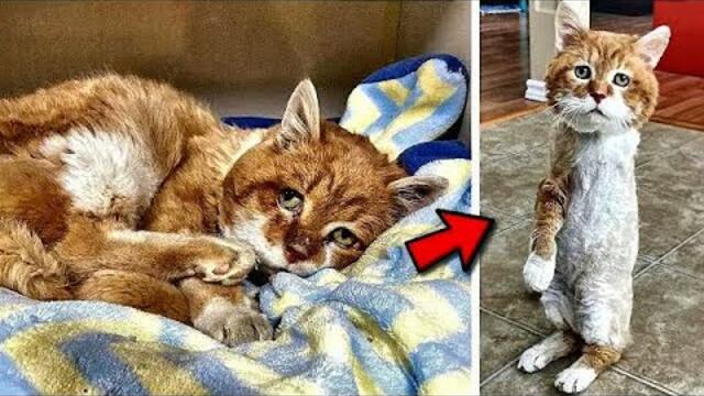 Jahrelang suchte er den Weg zurück, ohne zu wissen, dass ihn niemand mehr erwartete.