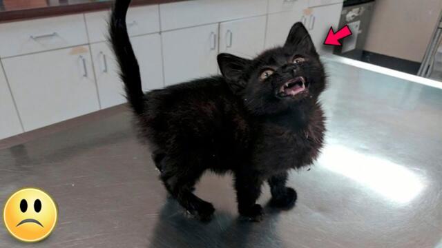 Le couple a sauvé de la rue un chaton inhabituel, qui leur cachait le terrible!