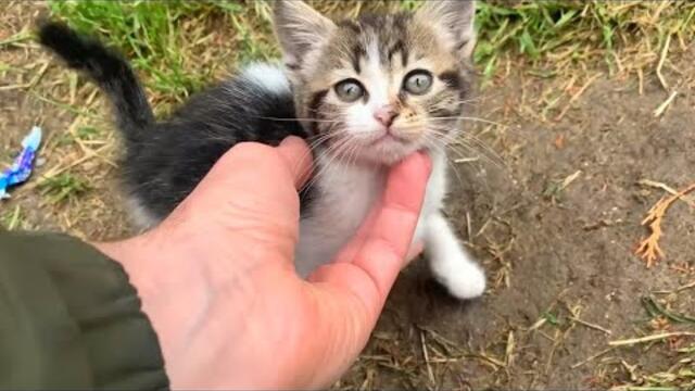 Cute little kitten takes me to the cat house where her family lives