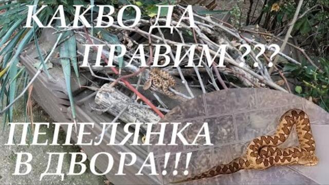 ПЕПЕЛЯНКА В ДВОРА! КАКВО ДА ПРАВИМ? HORNED VIPER IN THE YARD! #snake #змия #herping #viper #reptiles