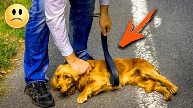 Als die Nachbarn sahen, was der Besitzer seinem Hund angetan hatte, riefen sie die Polizei!