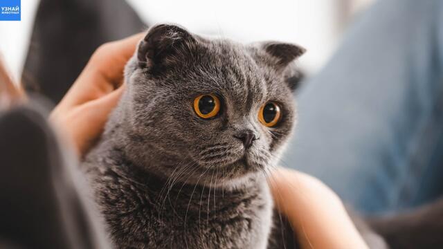 Как кошка решает, кто в семье – хозяин, мебель или прислуга!