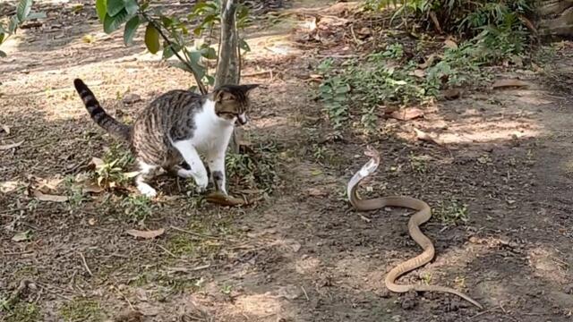 Кралска кобра срещу котки - KING COBRA VS KUCING