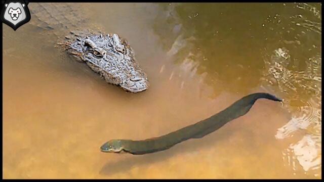 Електрическа змиорка убива алигатор! - Этот Аллигатор Умрет от Разряда 860 Вольт