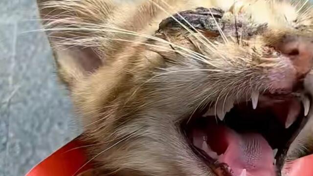 Rescue a kitten with congenital paralysis and keratitis #kitty #kitten #cat #cats