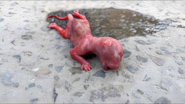 A premature kitten is adopted by surrounding cats.