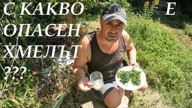 С КАКВО Е ОПАСЕН ХМЕЛЪТ? HOW IS HOPS DANGEROUS?#garden #forageharvest #foraging #plants #herbs