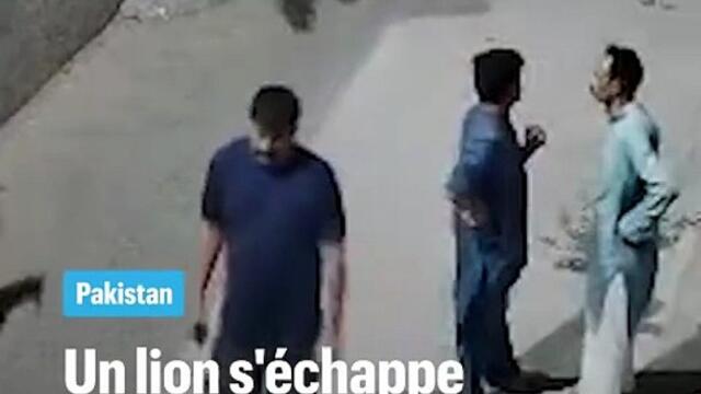 Un lion s'échappe de son enclos et sème la panique