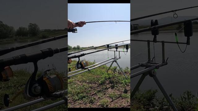 Риболов на ШАРАН на яз  Рашовец 2.  Най яките РЪНОВЕ. CARP fishing at Rashovets Dam. #shorts