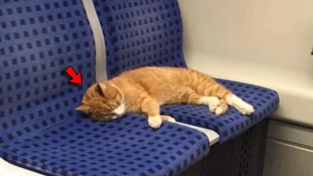 Lonely Cat Lay On a Train And Didn't Move, But Then The Unbelievable Happened
