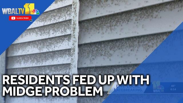 Residents frustrated with midge increase, county asks state for more help