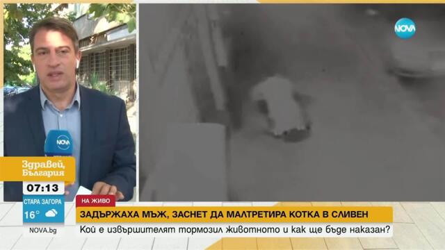Заснетият да малтретира до смърт котка в Сливен обяснил, че има непоносимост към такива животни