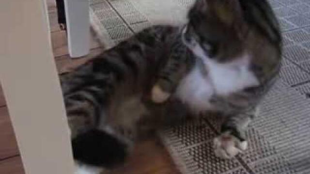 Cat with epileptic seizure (Katt med epileptisk anfall)
