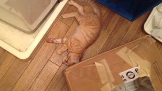 My kitten, Saburo having a seizure