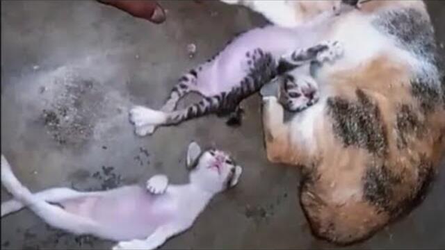 ya allah.kucing ku kejang-kejang. sakaratul maut 😭😭 penyakit apa ini