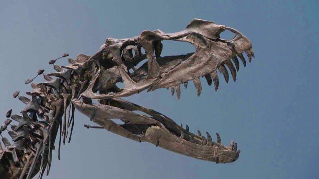 Carnivorous 'Jurassic Park' Dinosaur Could Be Yours!