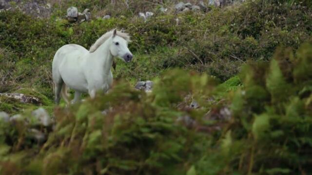 Земи огин запалиме  Владимир Александров ПАЗАРДЖИК