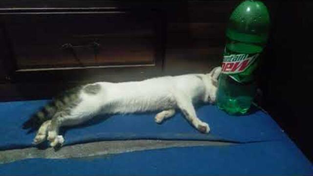 Cat Seizure | 2 Minutes | Help Me Guys...