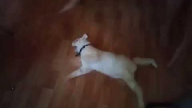 My blind cat having seizure episode when he missed his morning dose