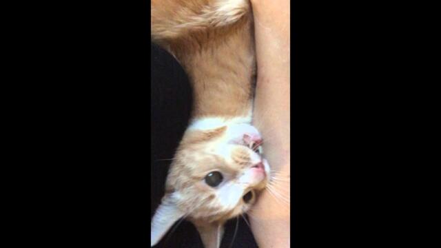 Edgar the cat has a small seizure