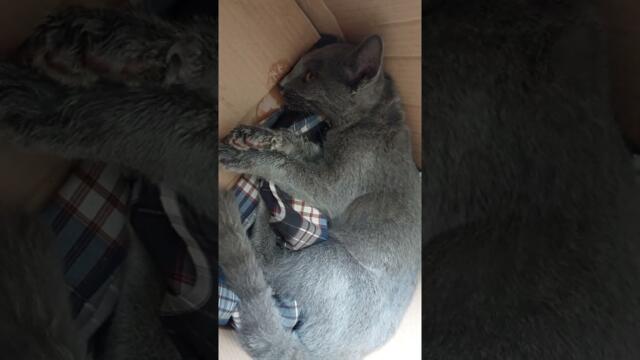 kucing sakaratul maut