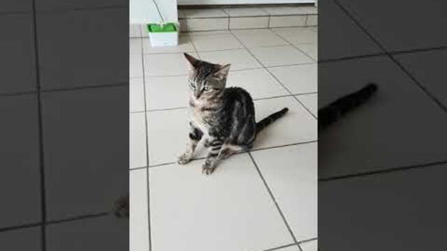 Opi crise convulsive partielle