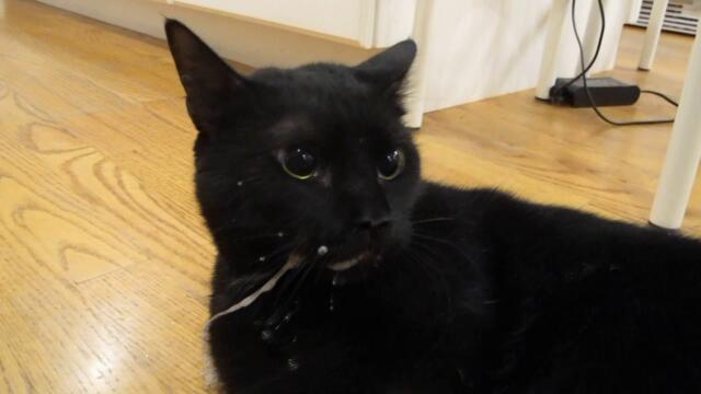 Cat Seizure