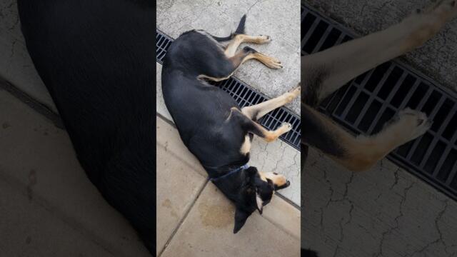 Dog seizure my poor dog