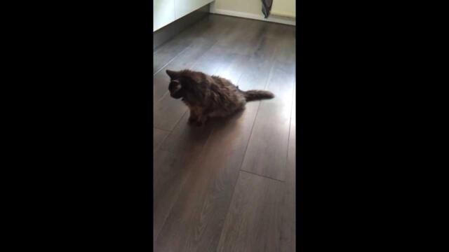 My cats small epilepsy seizure.