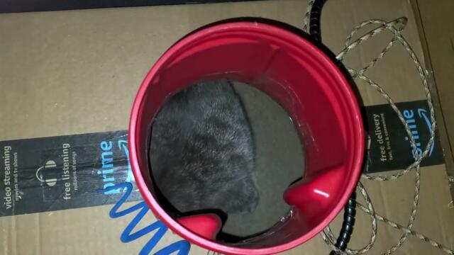 If Your Cat Does This, He/She Could Be Having A Seizure!