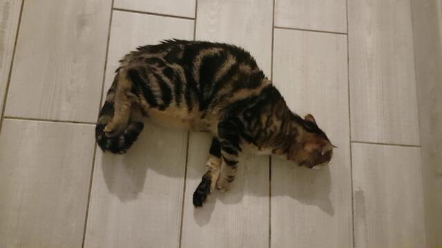 Opi - 15/01/2020 - crise convulsive