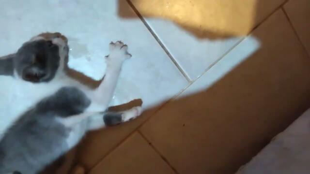 Ataque de Epilepsia en Gato de 2 meses .