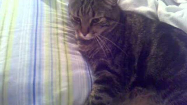 What a feline seizure looks like
