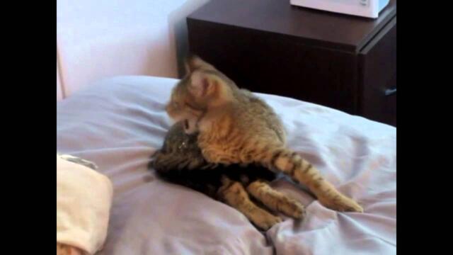 Cat Seizure - Kitty Vanse ("Van-Van")