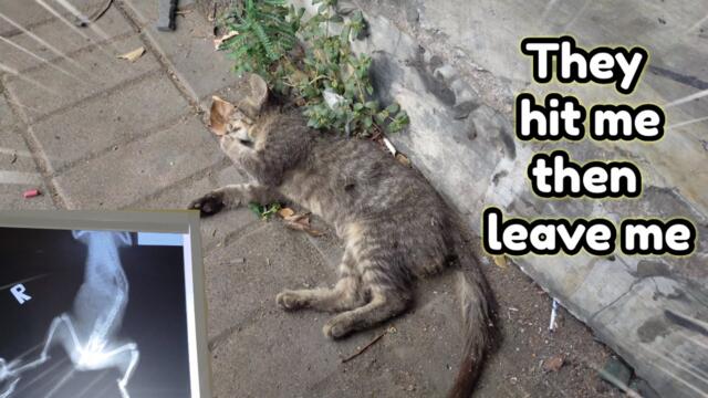 Someone Hit This Cat,and Just Leave Him Alone in Pain.