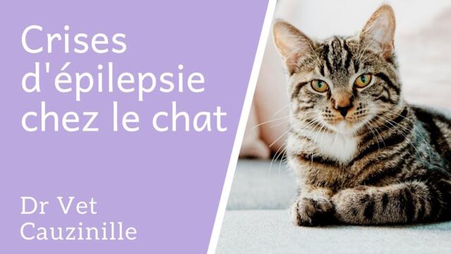 Crises d'épilepsie chez le chat