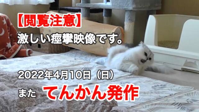 【閲覧注意】また『てんかん発作』2022年4月10日