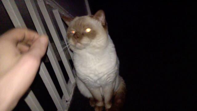 ghost cat? (haunted house?