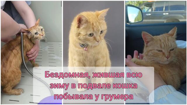 Бездомная кошка посетила грумера: помыли, причесали. Готовимся пристроить.