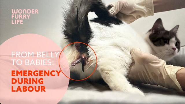 British Shorthair cat gives birth🩷| Saving kitten in breech position danger‼️| Signs of cat labor🐈‍⬛