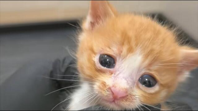 Abandoned and unrecognizable, she was covered in wounds—I had to save her!