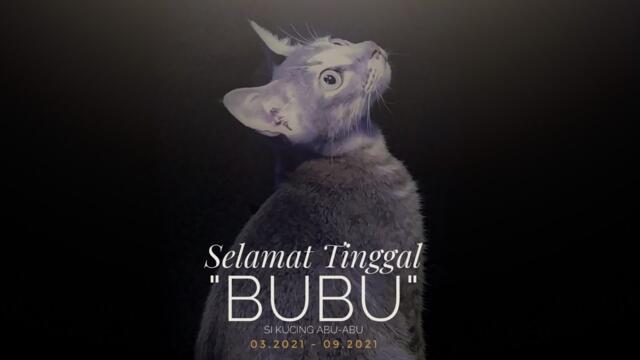 Selamat Tinggal Bubu si kucing abu-abu (detik-detik sakaratul maut seekor kucing)
