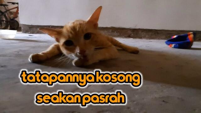 Kucing keracunan