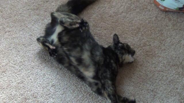 My cat having a seizure