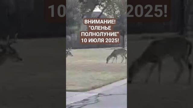 "ОЛЕНЬЕ ПОЛНОЛУНИЕ" #полнолуние #полнолуние_ритуал #обряды #гороскопнасегодня #гороскопнадень #духи