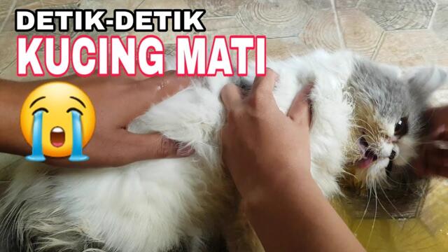 MELIHAT KUCING MATI DI DEPAN MATA 😭