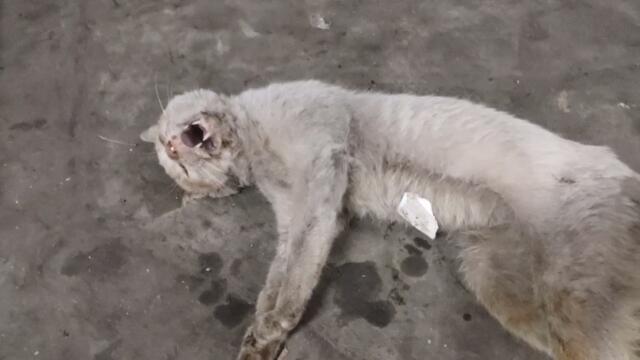 KUCING KAMPUNG-SEKARAT