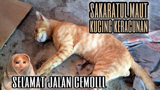 SAKARATUL MAUT KUCING KERACUNAN!!! MENGSEDIH😭😭